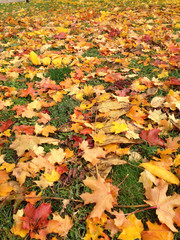 autumn leaves on the ground
