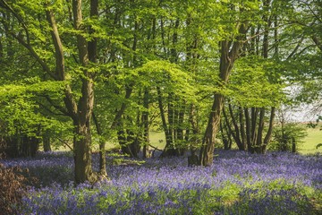 bluebells in the woods