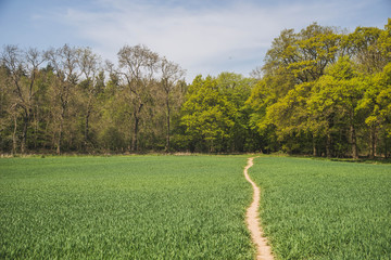 Footpath through field 