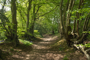 path in the forest