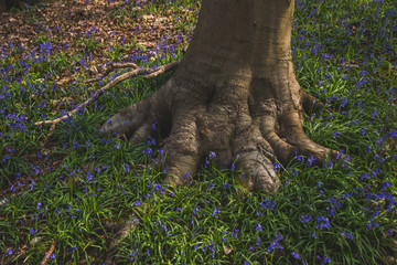 Bluebells in the woods