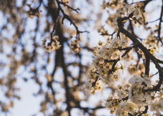 Branches of blossoming cherry in the spring. Bloom. Natural background