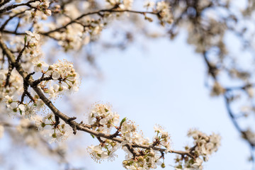 Branches of blossoming cherry in the spring. Bloom. Natural background