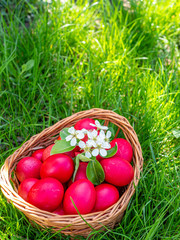 basket with red easter eggs and 
branch of flower in the grass easter egg hunt concept
