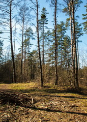 Forest in spring