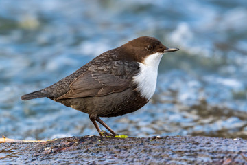 Dipper (Cinclus cinclus)