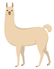 Standing cute llama. Beautiful animal in cartoon style.