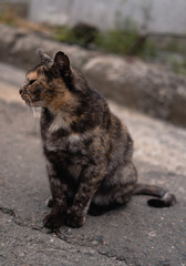 Three-color beautiful cat, cat look, pet portrait