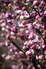 Flowering trees in pink, peach blossom in Switzerland in spring, many flowers in the frame
