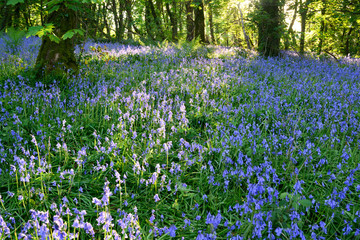 Naklejka premium blue flowers in the woods