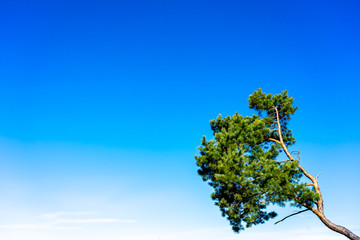 A single pine branch with nothing but clear blue sky in the background.