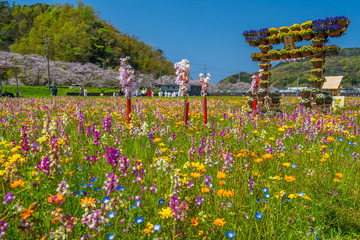 花畑　桜 © nosuke