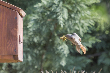 Hausrotschwanz baut nest im Frühling