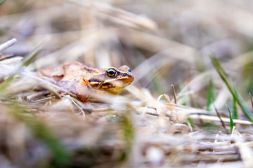Macro of a frog hiding in the grass.