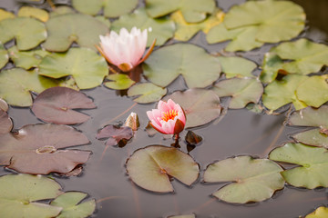 
water lily, city pond. Close up