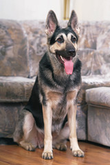 Young East European Shepherd dog posing indoors sitting on a wooden floor near a brown couch