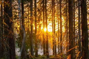 Sunset in the forest with a warm sun lighting up the branches.