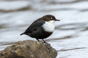 Dipper (Cinclus cinclus)