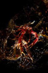 A squat lobster waiting the feed