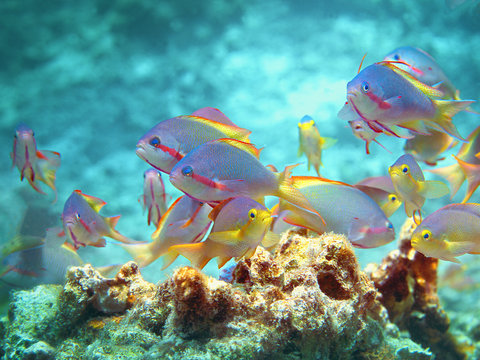 Colourful group of Anthias fishes in the sun on top of the roof of a coral reef at Moaboal, Philippines