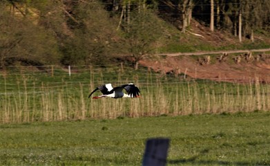 Storch