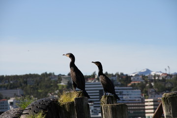 tromso tromsø  water travel tourism sea coast nature port blue landscape sky harbor architecture europe boatship mountain summer bay view city beautifull 