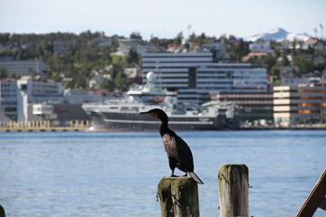  tromso troms&oslash;  water travel tourism sea coast nature port blue landscape sky harbor architecture europe boatship mountain summer bay view city beautifull 