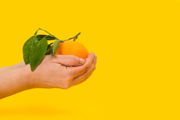 Manos sosteniendo una naranja fresca y natural con hojas sobre fondo amarillo aislado. Vista de...