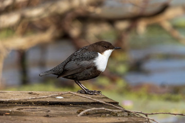 Dipper (Cinclus cinclus)