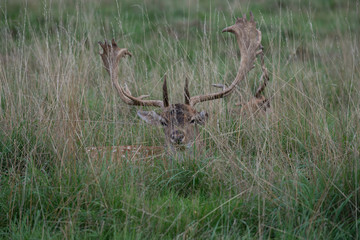 deer in the grass