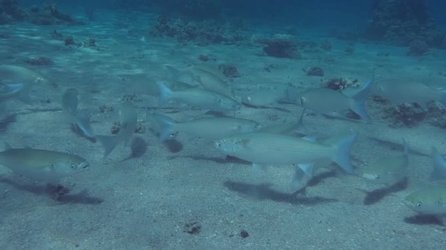 fish school biting food, swimming fast