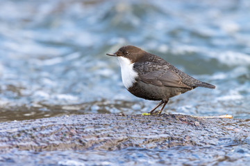 Dipper (Cinclus cinclus)