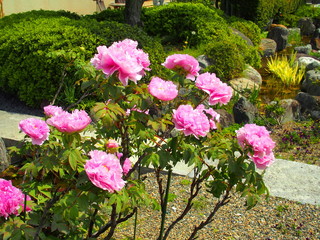 水辺に咲くピンクの牡丹