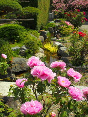 水辺に咲くピンクの牡丹