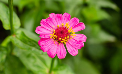 Close up: Pink Cosmos flower at the home front side
