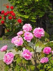 水辺に咲くピンクの牡丹