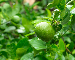 The lemon tree are after rain