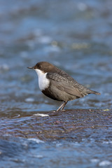 Dipper (Cinclus cinclus)