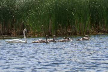 A family of Trumpeter Swans swimming in a wetland 