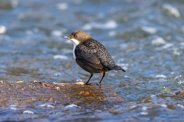Dipper (Cinclus cinclus)