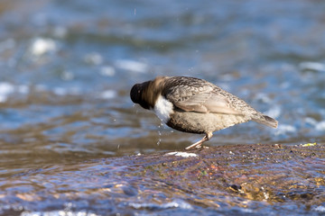 Dipper (Cinclus cinclus)