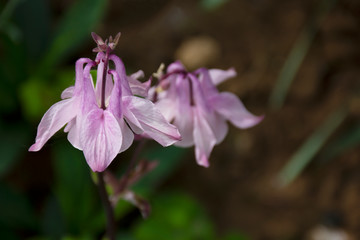 Purple flower with dark brown-green blurry background