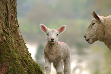 sheep and baby Spring lamb