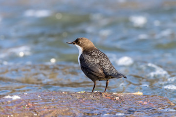 Dipper (Cinclus cinclus)
