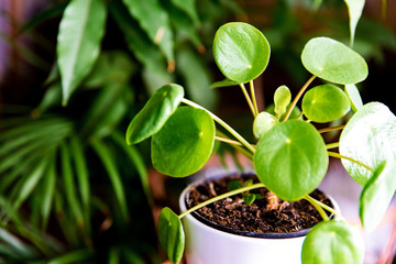 Pilea Peperomioides, known as the Pilea or Chinese money plant. Green houseplants in the pot....