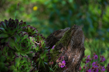 Sempervivum tectorum overlooking the tree in beautiful nature