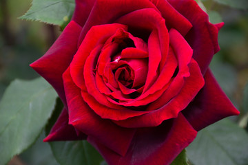 Red blooming rose in nature
