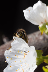 Fototapeta na wymiar Macro bee on a cherry flower. Closeup insect head covered in pollen. Bee collecting pollen for honey in the spring.