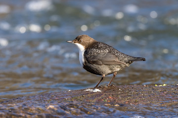 Dipper (Cinclus cinclus)