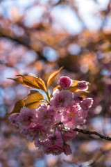 Pink cherry tree blossoms in spring